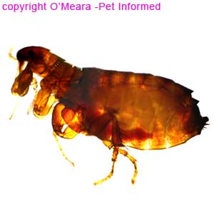 Flea pictures - this is a microscope image of an adult Ctenocephalides flea.