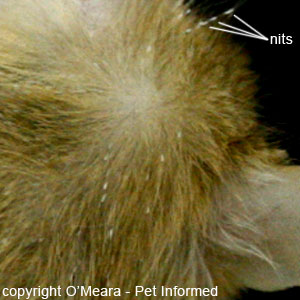 Pictures of lice in mice - lice eggs can be clearly seen in this pic, as white, elongated objects that have been laid along the hair shafts of the mouse's fur.