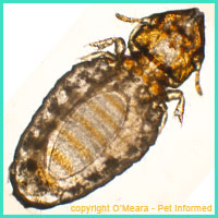 Lice pictures - this is a microscope photo of an adult Felicola louse (cat louse).