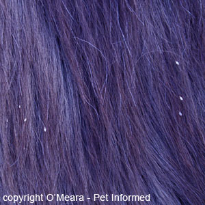 Pictures of lice in horses - These horse lice are perfectly placed to infest the coats of any other horse hosts that happen to brush alongside this lice infested animal.