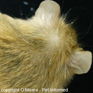 Pictures of lice in mice - lice nits can be clearly seen in this pic, as white, elongated objects that have been laid along the hair shafts of the mouse's fur.