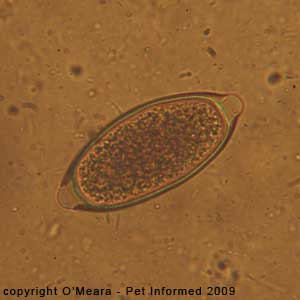 Fecal float parasite pictures - Close-up image of a dog whipworm ova (egg) taken at 400x.