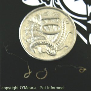 Dog whipworms compared to an Australian ten cent piece.