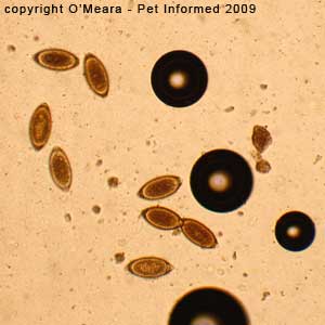 Fecal float parasite pictures - bubbles.