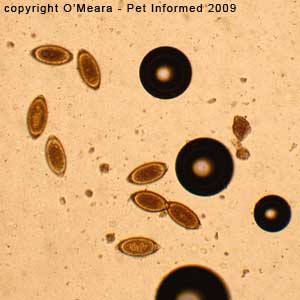 Fecal float parasite pictures - Trichuris eggs (whip worm eggs) on a fecal float of a dog with colitis.