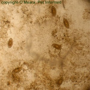 This is a low-power view of the fecal float slide showing several, elongated-lemon shaped eggs: typical of whipworm ova.