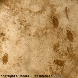 Fecal float parasite pictures - dog whipworm eggs on a fecal float.