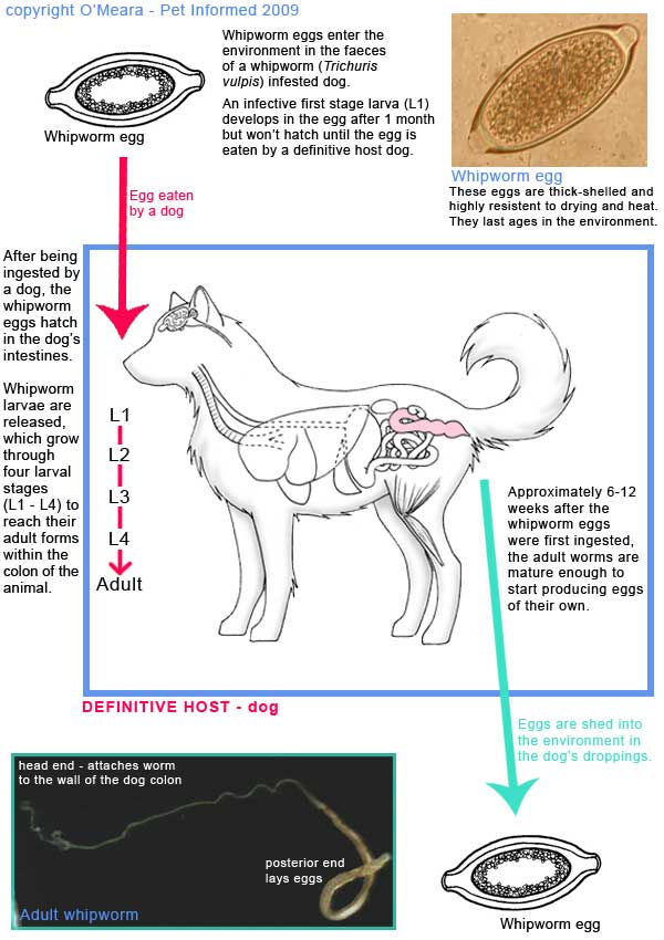 Life cycle diagram of the dog whipworm - Trichuris vulpis.