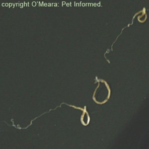 Image of three adult whipworms (Trichuris Vulpis) voided in a puppy's feces.