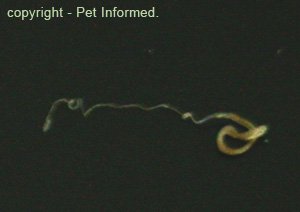 An adult whip worm (Trichuris vulpis). The distinctive whip-like head-end of the worm is clearly visible.