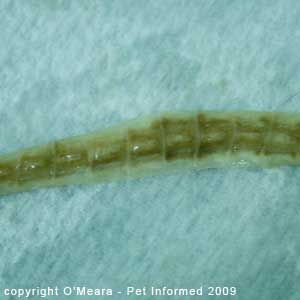 The dorsal aspect of the cat tapeworm, showing off the tapeworm segments.